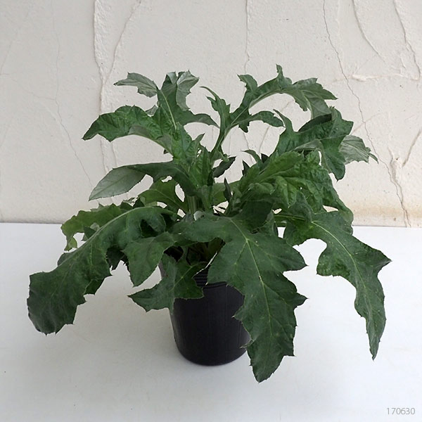 草花の苗 エキノプス(ルリタマアザミ) リトロ...の詳細画像2