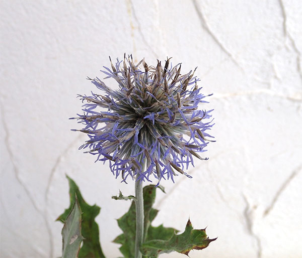 草花の苗 エキノプス(ルリタマアザミ) リトロ...の詳細画像4