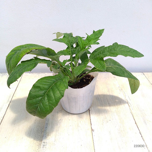 草花の苗 エキノプス(ルリタマアザミ) リトロ...の詳細画像1