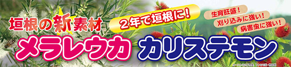 花木 庭木の苗 メラレウカ メディカルティーツリー3-3.5号ポット 関連画像2