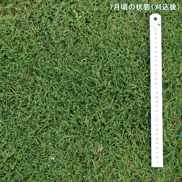 芝の種：西洋芝バミューダグラス ミラージュ2（ツー） 1kg｜engei｜07