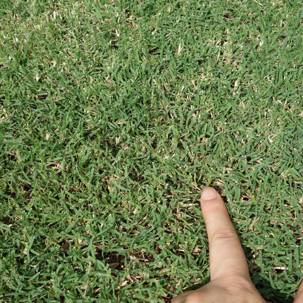 芝の種：西洋芝バミューダグラス ミラージュ2（皮付）1kg