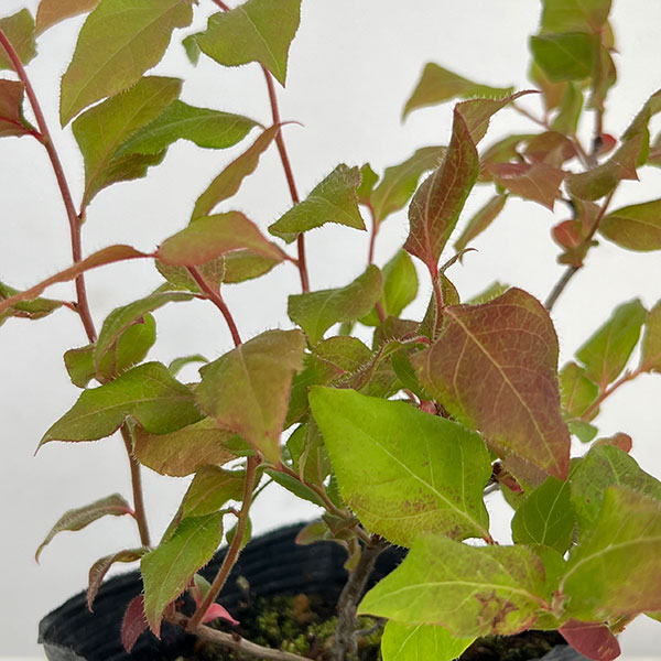 ナツハゼ（苗木、植木） | 花、ガーデニング の商品一覧 通販 - Yahoo