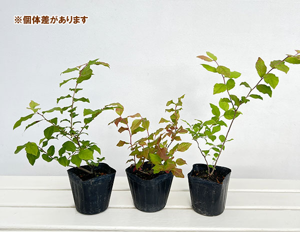 花木 庭木の苗 ナツハゼ3.5号ポット : 園芸ネット - 通販 - Yahoo