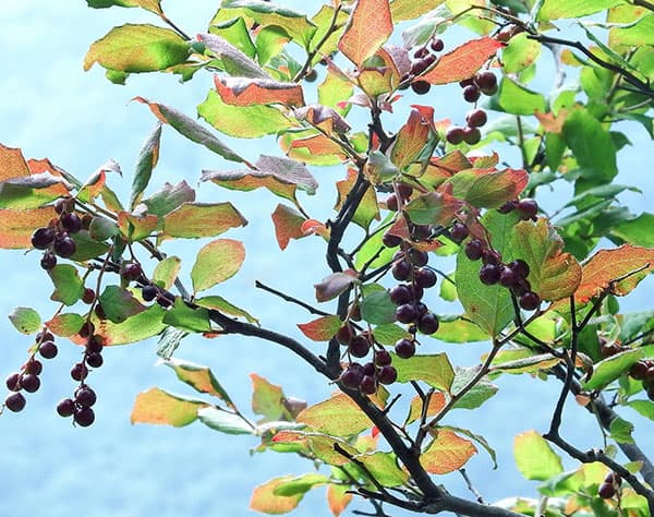ナツハゼ　328 花木 庭木の苗 ナツハゼ3.5号ポット : 園芸ネット - 通販 - Yahoo