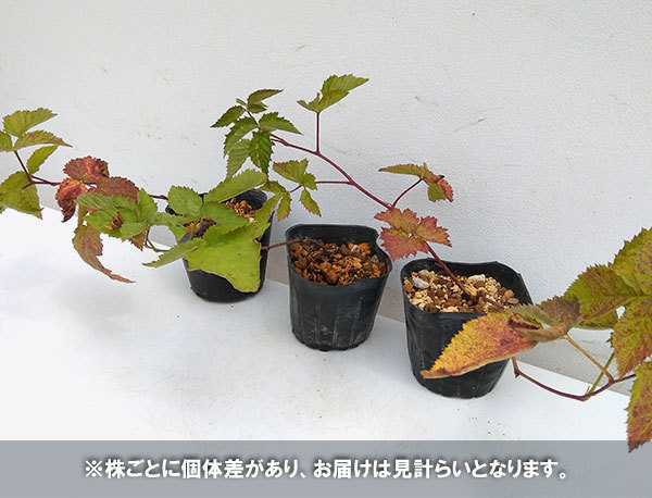 果樹の苗/木いちご：ブラックベリー ボイソンベリー3.5号ポット｜engei｜03
