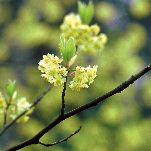 花木 庭木の苗 クロモジ（黒文字） 3.5号ポット : 園芸ネット - 通販