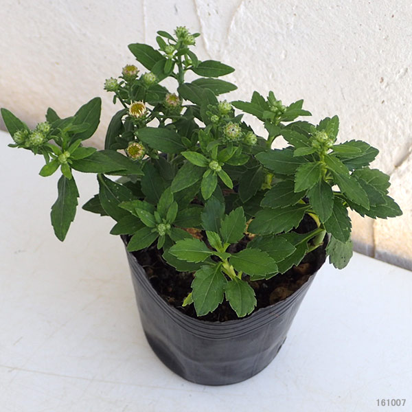 山野草の苗 キク ヒメノコンギク(姫野紺菊)2...の詳細画像2