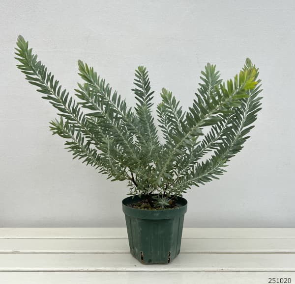 アカシア ブルーブッシュのおすすめ人気商品一覧 通販 - Yahoo