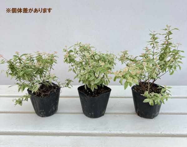 花木 庭木の苗 コデマリ 斑入りコデマリピンク...の詳細画像3