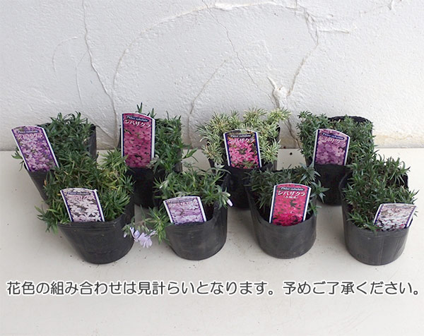 芝桜（シバザクラ）：花色ミックス3号ポット 8株セット : 園芸