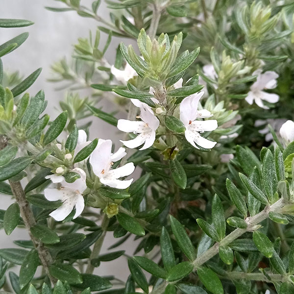 ウエストリンギアのおすすめ人気商品一覧 通販 - Yahoo!ショッピング