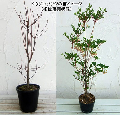 花木 庭木の苗 ドウダンツツジ ベニドウダン（紅ドウダン）4.5-5号