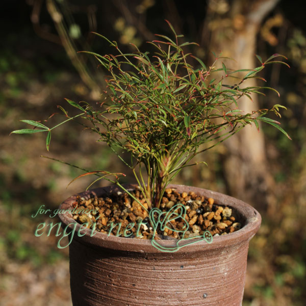 南天 鉢植え(苗)の商品一覧 | 花、ガーデニング 通販 - Yahoo 南天 鉢植え(苗)の商品一覧 | 花、ガーデニング 通販 - Yahoo