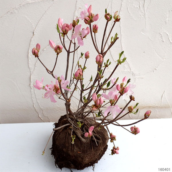 クロフネツツジのおすすめ人気商品一覧 通販 - Yahoo!ショッピング