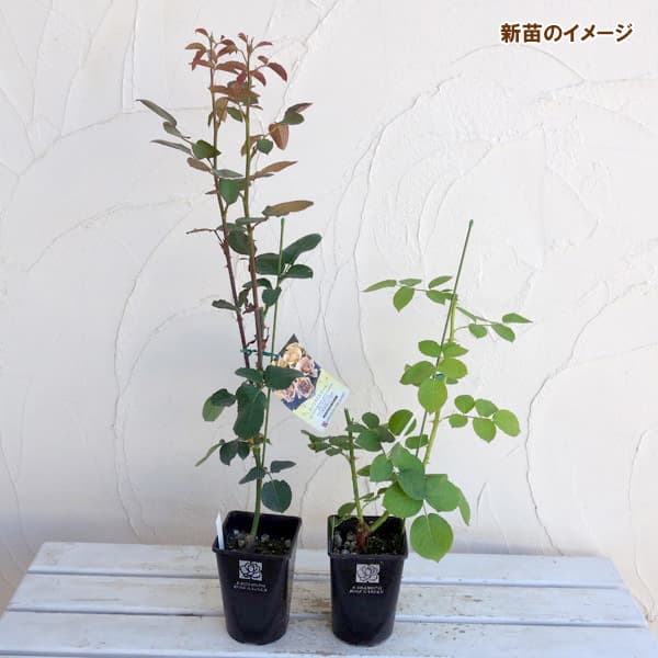 ゴアトランスの名盤 Cosmosis「Synergy」の宣伝用ポスターとおまけ