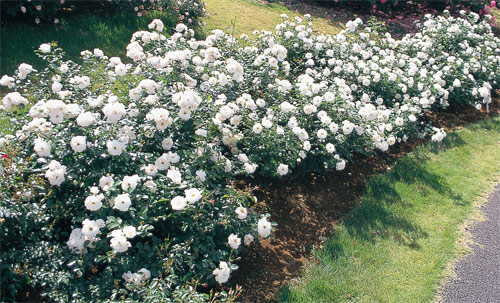 バラの苗/シュラブローズ：ホワイト〜ピンク系（大苗）3品種セット 