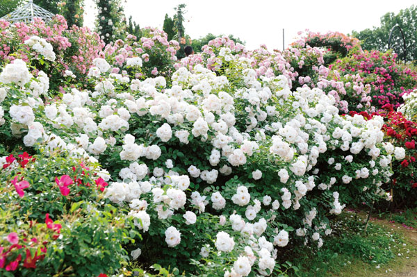 バラの苗/シュラブローズ：ホワイト〜ピンク系（大苗）3品種セット 