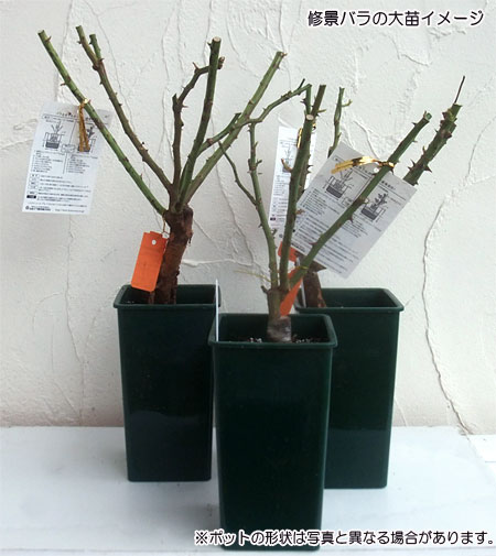 バラの苗/シュラブローズ：ホワイト〜ピンク系（大苗）3品種セット 