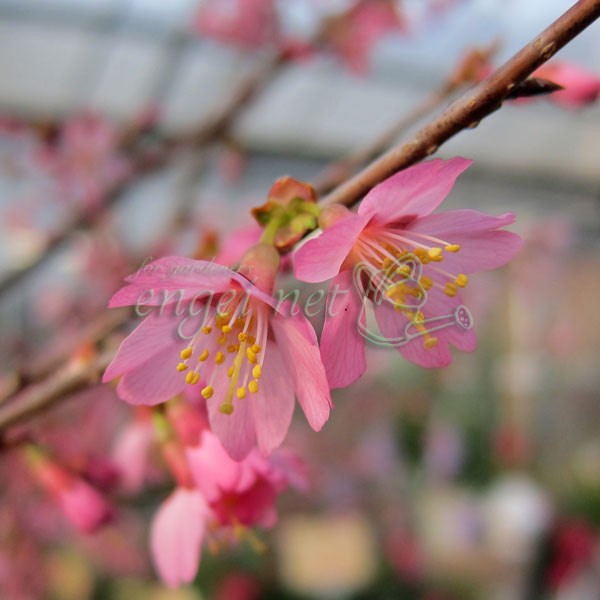 山野草の苗 桜 おかめ桜(オカメザクラ)2.5...の詳細画像1