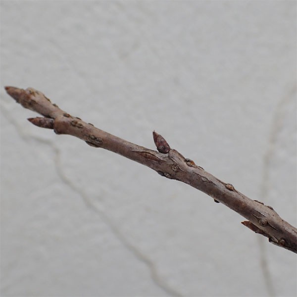 山野草の苗 桜 おかめ桜(オカメザクラ)2.5...の詳細画像3