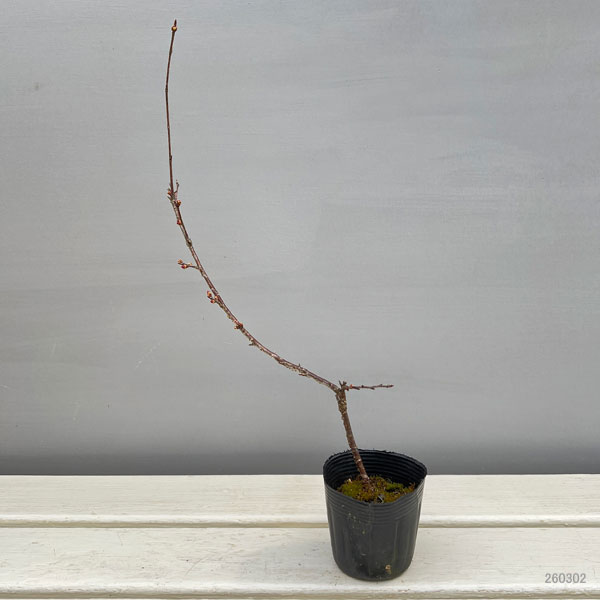 山野草の苗 桜 おかめ桜(オカメザクラ)2.5...の詳細画像4