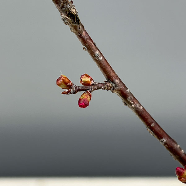山野草の苗 桜 おかめ桜(オカメザクラ)2.5...の詳細画像5