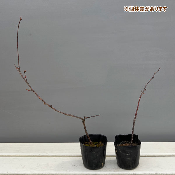 山野草の苗 桜 おかめ桜(オカメザクラ)2.5...の詳細画像2