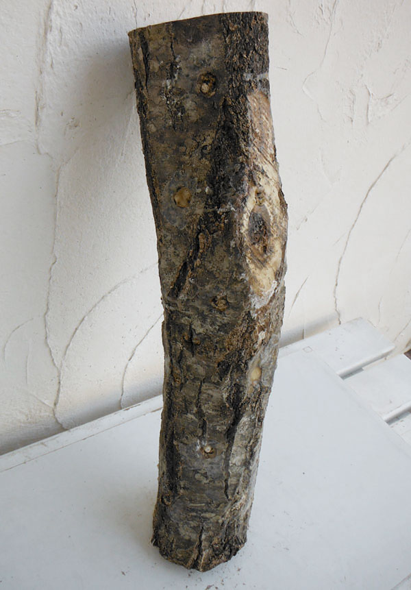 野菜の苗 ホダキング（しいたけホダ木オガ菌完熟45cm）1本 |  | 01