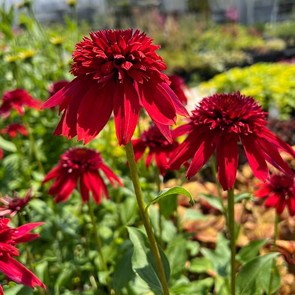 草花の苗 エキナセア エキセントリック3号ポット : 園芸ネット - 通販