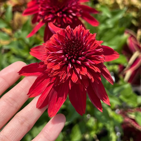 草花の苗 エキナセア エキセントリック3号ポット : 園芸ネット - 通販