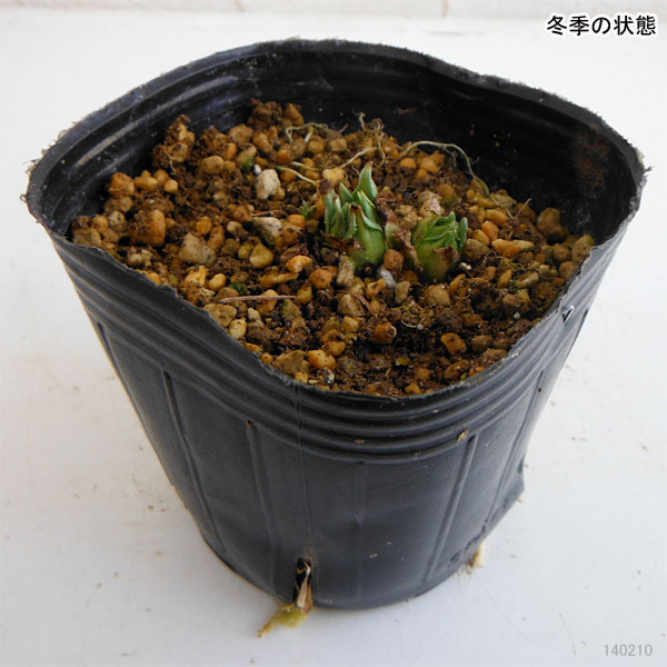 山野草の苗 プリムラ ベリス サンセットシェー...の詳細画像2