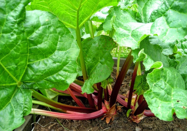 ルバーブの苗のお問い合わせへのお返事 ルバーブの苗のお問い合わせへのお返事 ルバーブの苗のお問い合わせへ