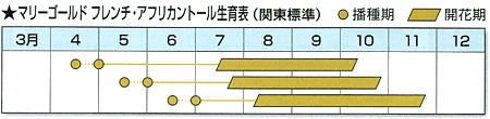 マリーゴールド：フレンチ200g入り 春まき タネ｜engei｜03