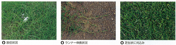 棚卸セール 有効期限23年12月 芝の種：西洋芝センチピートグラス1kg