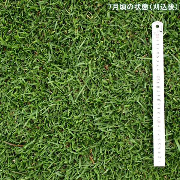 センチピードグラスの種子 1kg 芝 草 種 センチピードグラス 1kg 種のみの販売 侵食防止 緑化