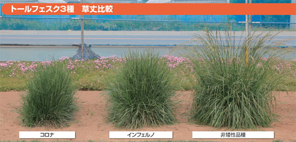 芝の種 トールフェスク普通種 原袋22.5kg入りの詳細画像3