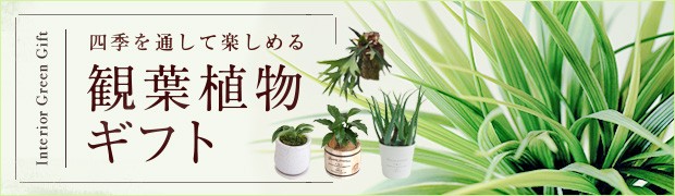 園芸ネット - 観葉植物（ギフト）｜Yahoo!ショッピング