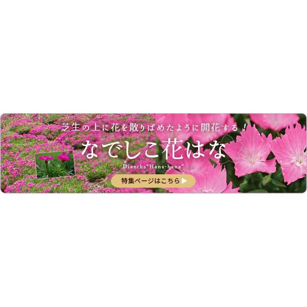 草花の苗/ナデシコ：花はなスカーレット3号ポット 12株セット｜engei｜02
