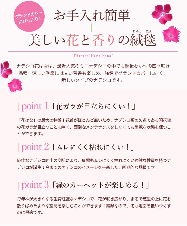栽培ガイドと商品解説 四季咲き芳香性矮性なでしこ 花はな Guide 1 園芸ネット 通販 Yahoo ショッピング