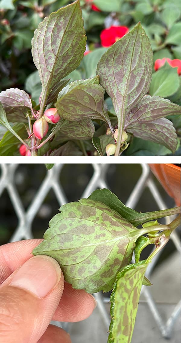 草花の苗 サマーセール (わけあり特価)フィエ...の詳細画像5