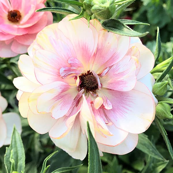 草花の苗 ラナンキュラス ラックス ヘレン3.5-4号ポット |  | 11