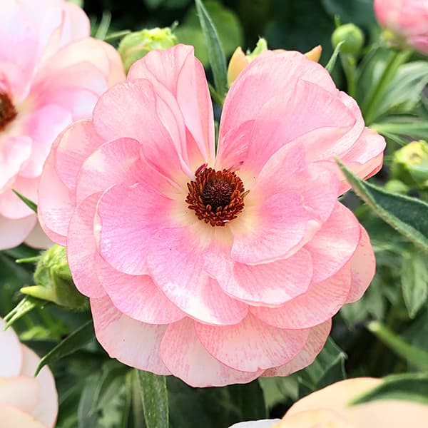 草花の苗 ラナンキュラス ラックス ヘレン3.5-4号ポット |  | 04