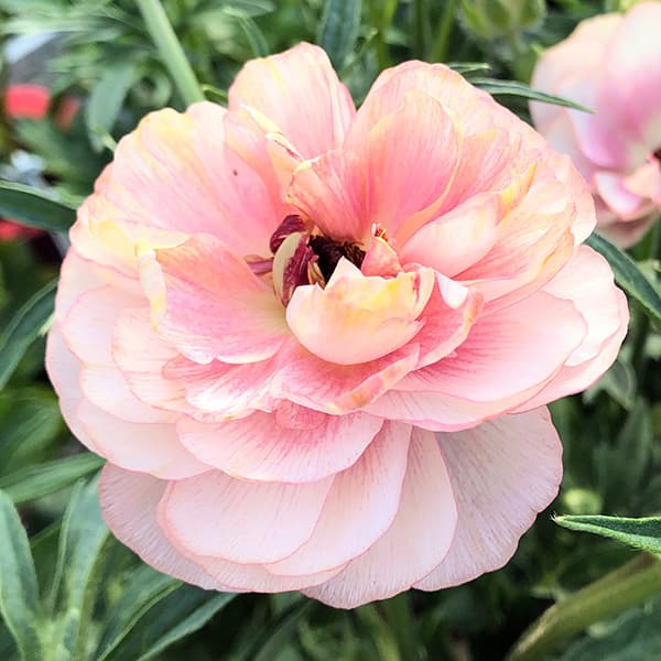 草花の苗 ラナンキュラス ラックス ヘレン3.5-4号ポット |  | 01