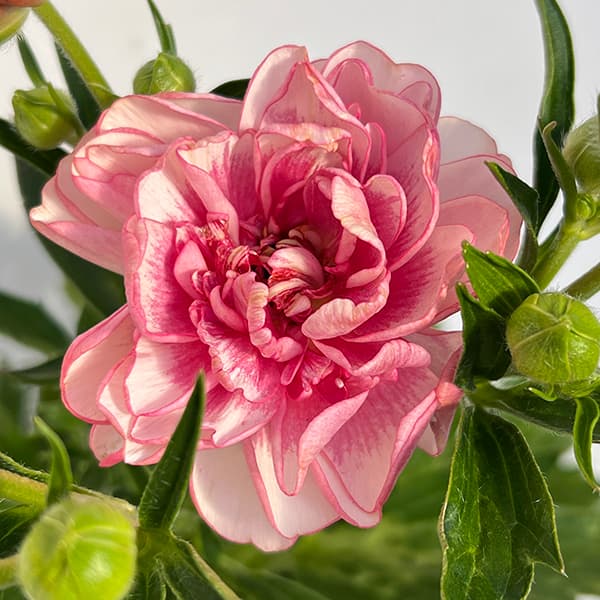 草花の苗 ラナンキュラス ラックス ヘレン3.5-4号ポット |  | 09