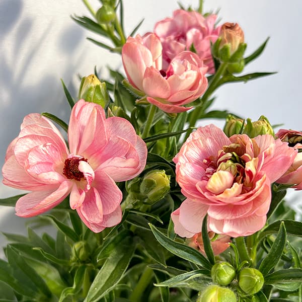 草花の苗 ラナンキュラス ラックス ヘレン3.5-4号ポット |  | 10