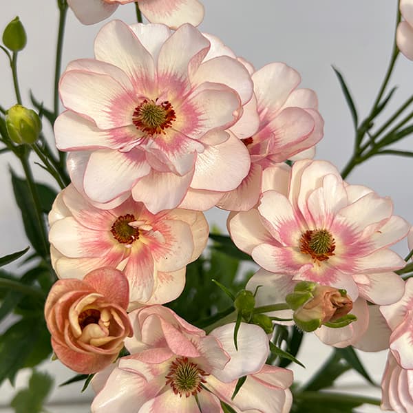 草花の苗 ラナンキュラス ラックス ヘレン3.5-4号ポット |  | 08