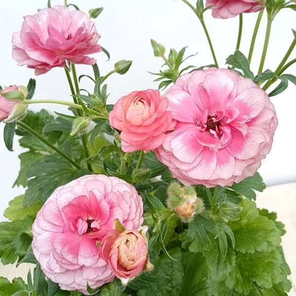 草花の苗 ラナンキュラス ラックス　ヘレン3.5-4号ポット  3株セット 草花の苗 ラナンキュラス ラックス ヘラ3.5-4号ポット 3株セット 園芸ネット本店