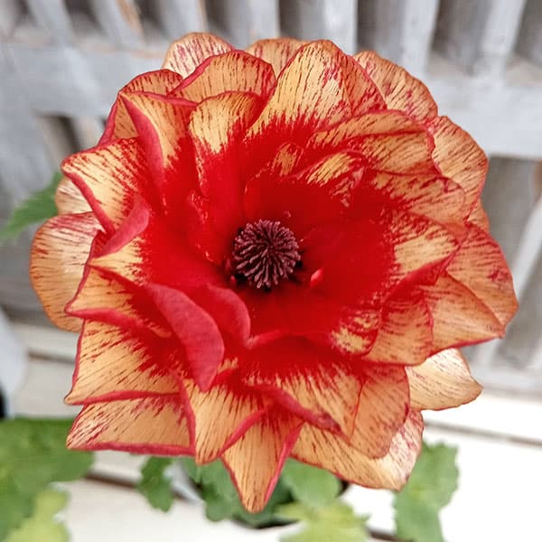 ラナンキュラスラックスランドセルのおすすめ人気商品一覧 通販