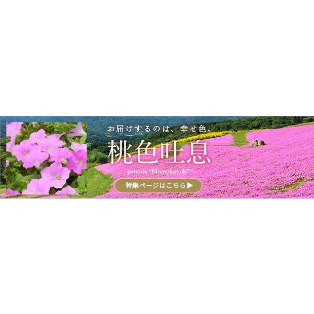 草花の苗/ランドスケープペチュニア：桃色吐息3.5号ポット｜engei｜02